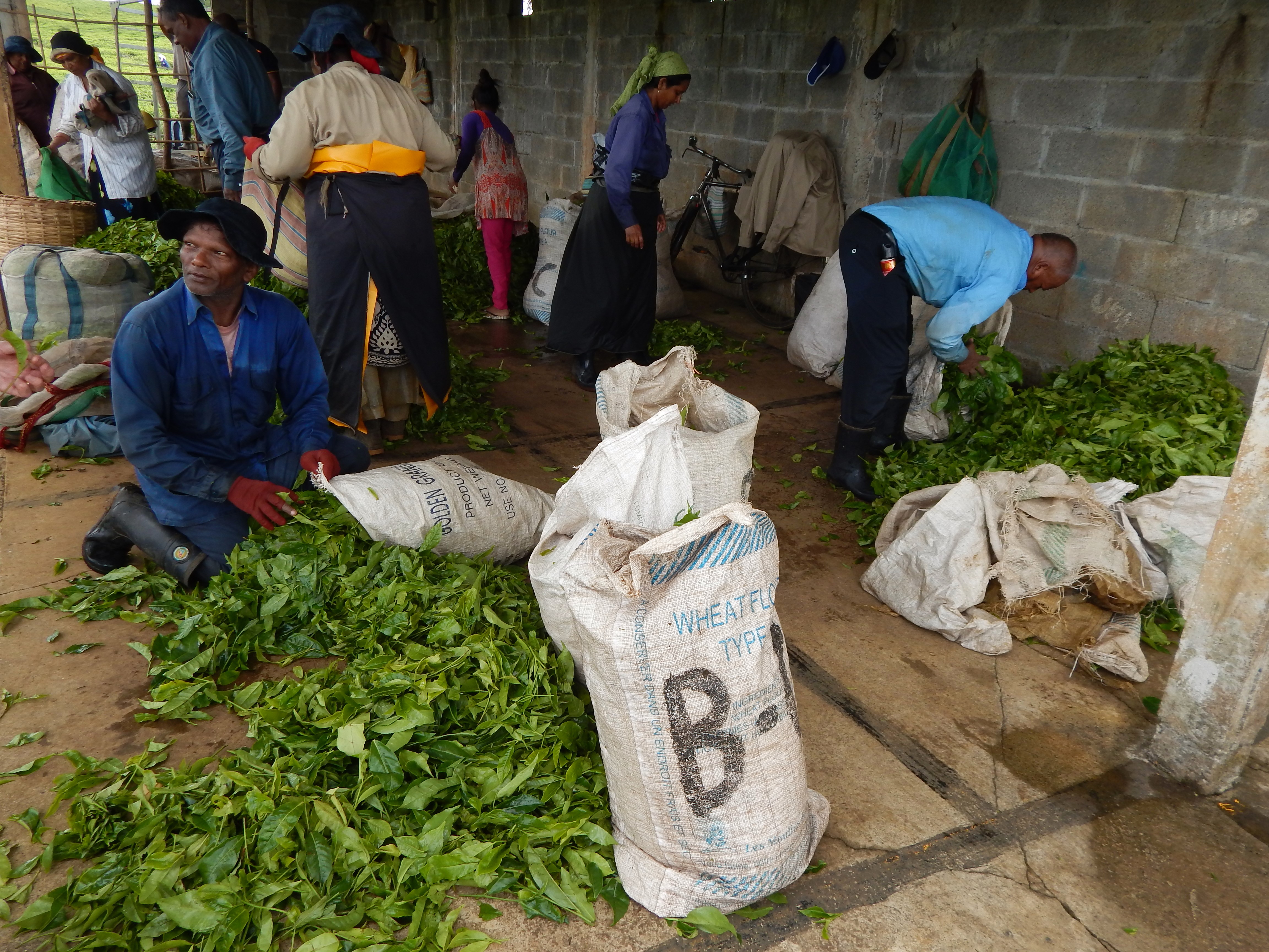 local crops
